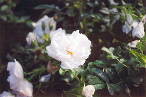 Blanc Double de Coubert Rose