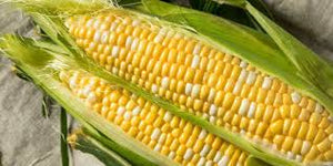 Fresh Local Peaches & Cream Corn One Dozen